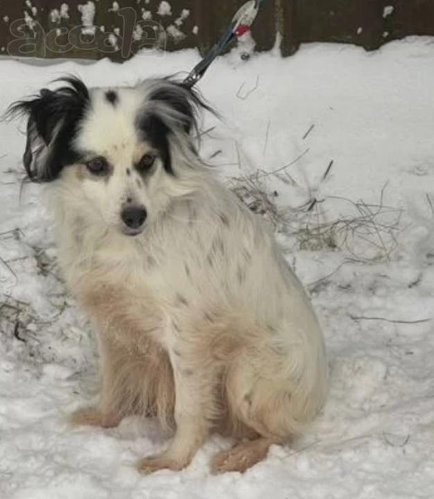 Небольшой песик Яша очень нуждается в доме