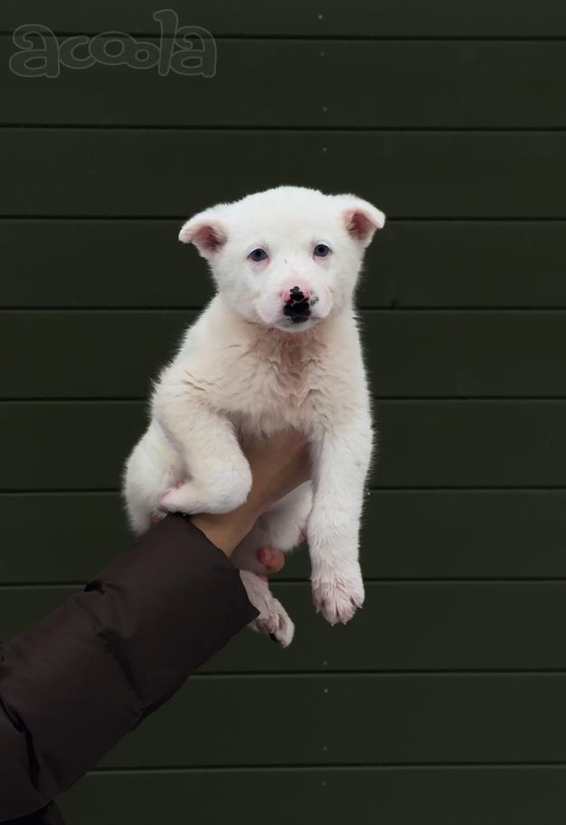 Очаровательные щенки мечтают обрести любящую семью