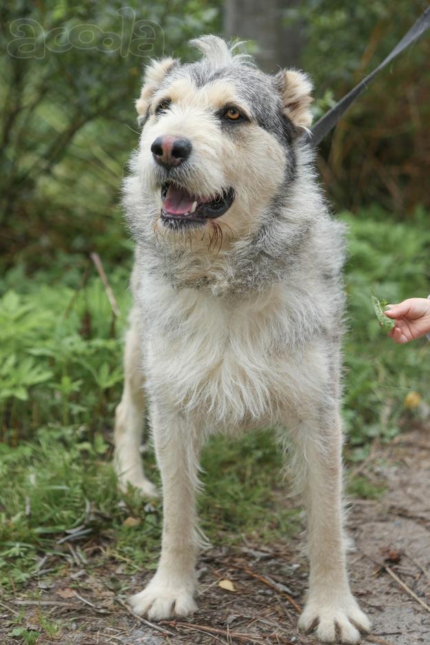 Пристраивается в хорошие руки песик Лёничка