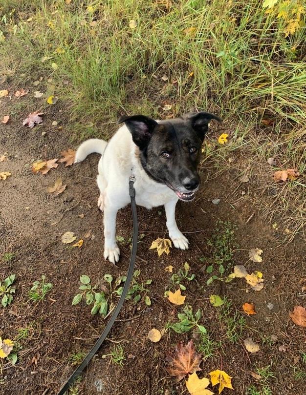 Шарлотта ищет дом