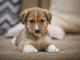 Маленькие щенки ищут дом