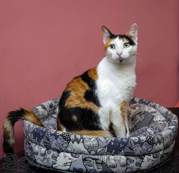 Кошечка - красотка Шанель в добрые руки!