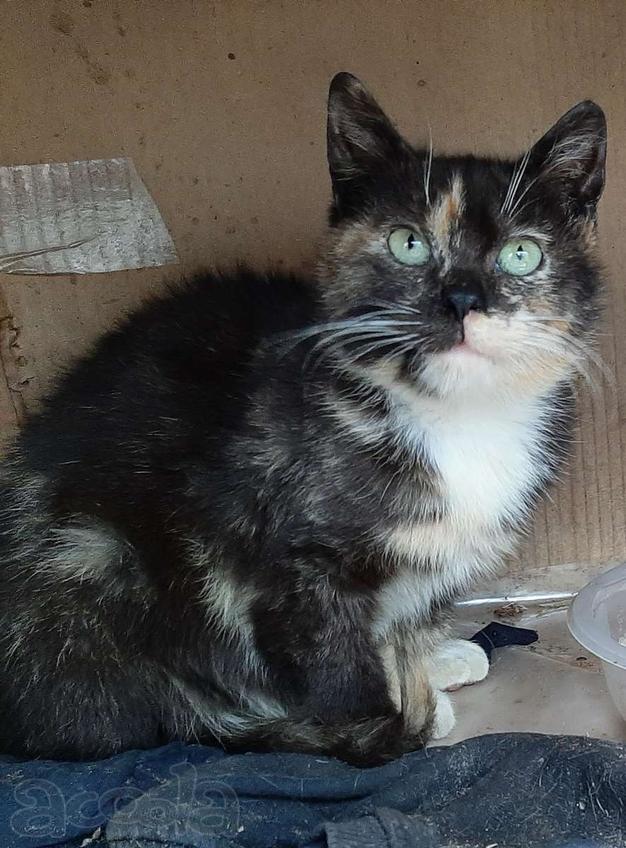 Молодая кошечка Люся ищет дои!