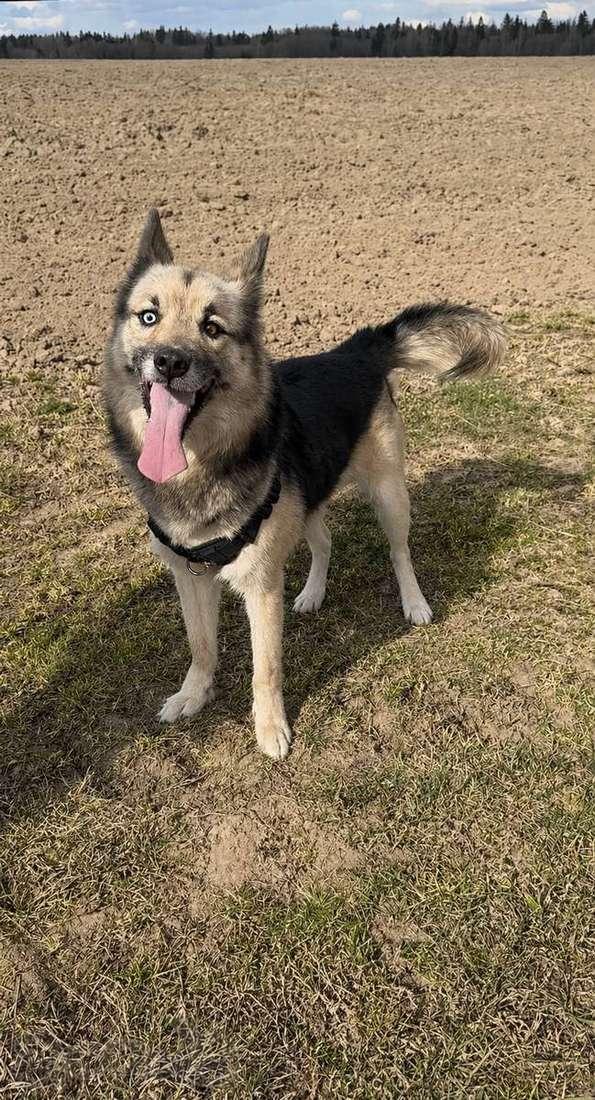 Очаровательный пёс Бамси с разноцветными глазами ищет хозяина!