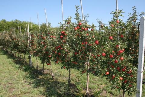 Саженцы плодовых и декоративных культур