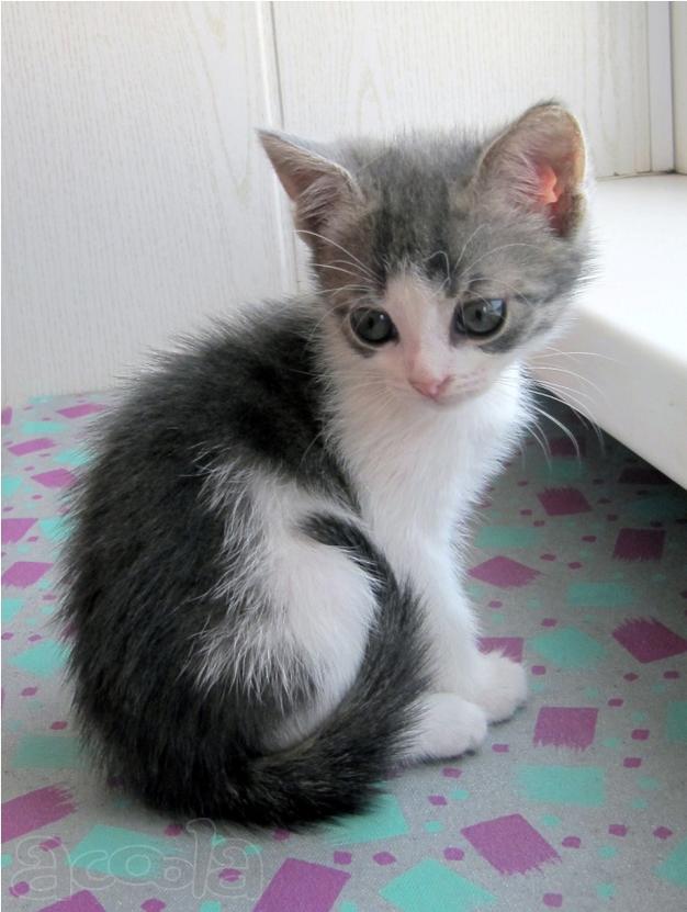 Котенок в добрые руки