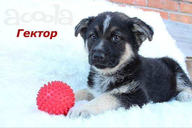 Очаровательные, милые щенки ИЩУТ ДОМ  и ЛЮБЯЩУЮ СЕМЬЮ!