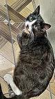 Красавец котик ищет любящую семью!