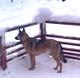 Ласковая собака с золотым характером ищет дом!