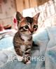 Ищут дом малыши-полосачи 1.5 месяца! Одна девчонка, два пацана!