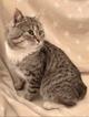 Кот - мечта. Кот - сокровище. Кот - счастье. Красавец Мурфик ищет любящую семью!