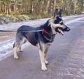 Молодой пёс ВЕО в ответственную семью