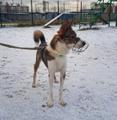 Небольшой симпатичный пёс ищет дом