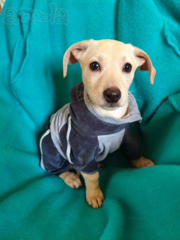 Маленький красивый щенок ищет дом