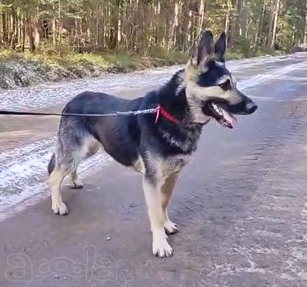Молодой пёс ВЕО в ответственную семью