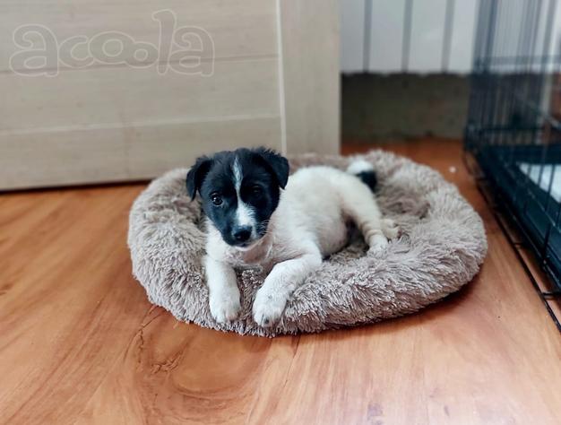 Маленький хорошенький белый щенок