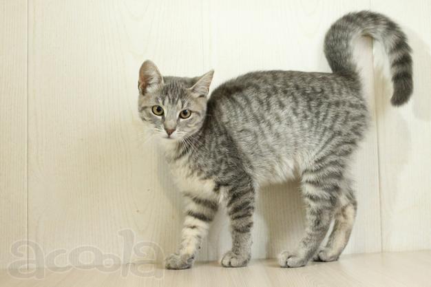 Голубой котёнок в полосочку