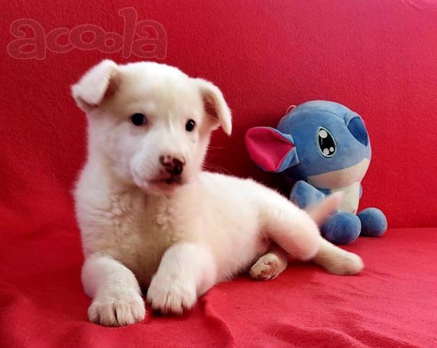 Неописуемой красоты белый щенок