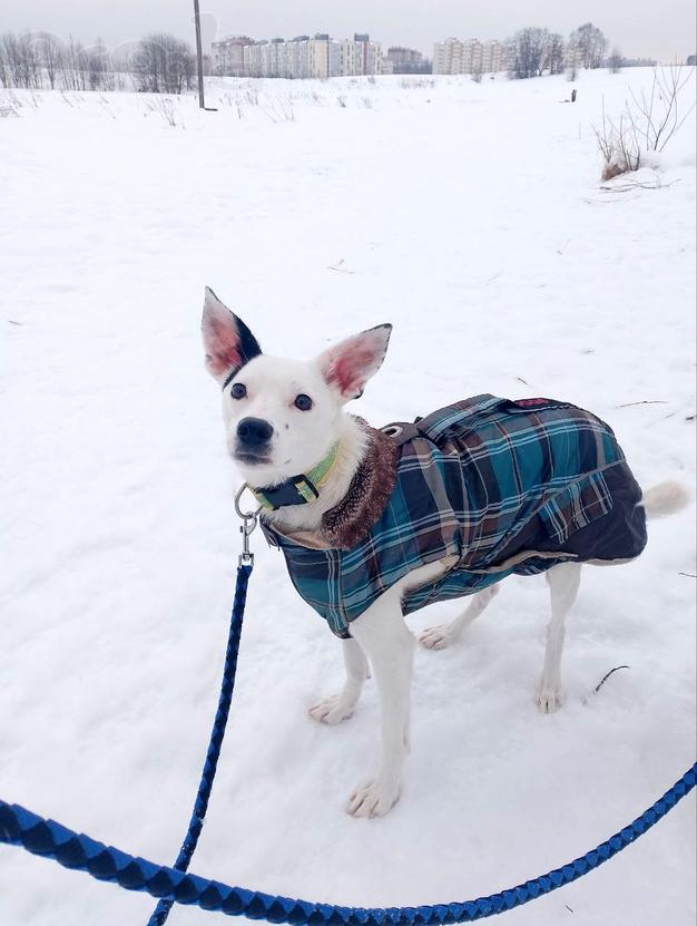 Красивая собачка ищет дом