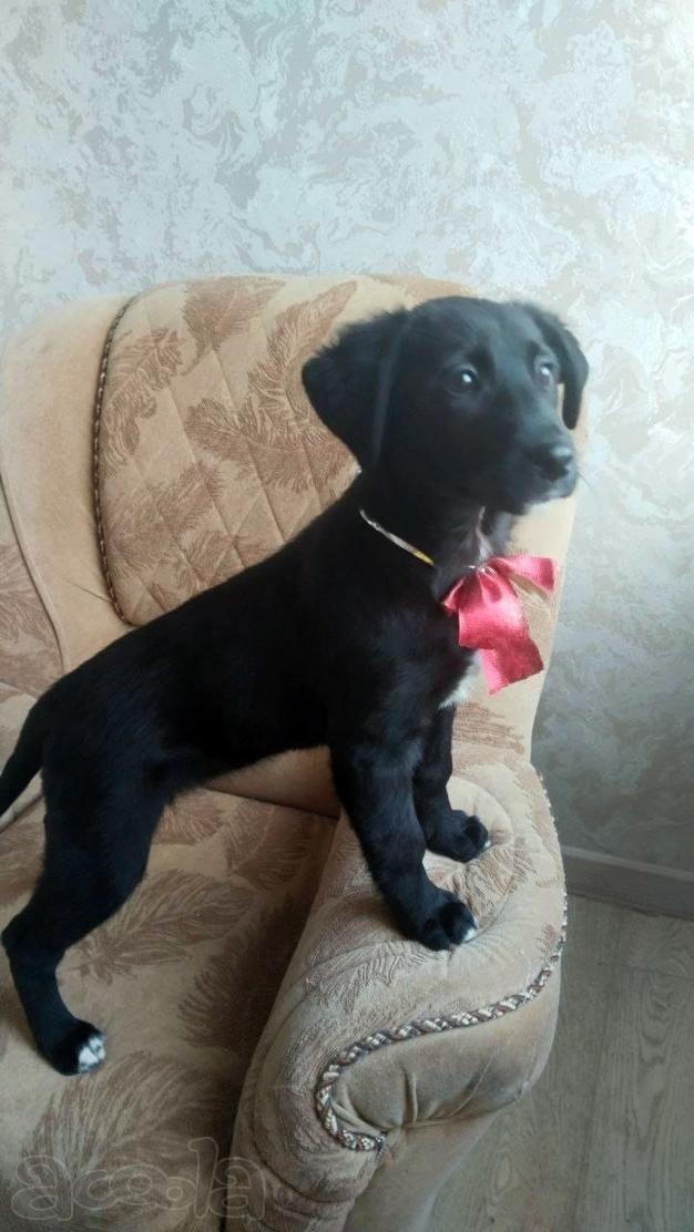 Чудесный умный щенок ищет дом