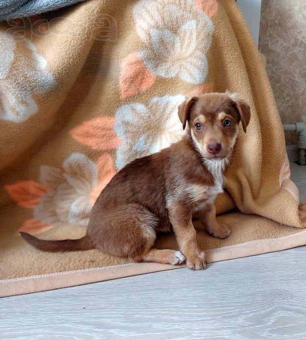 Очень красивый маленький щенок