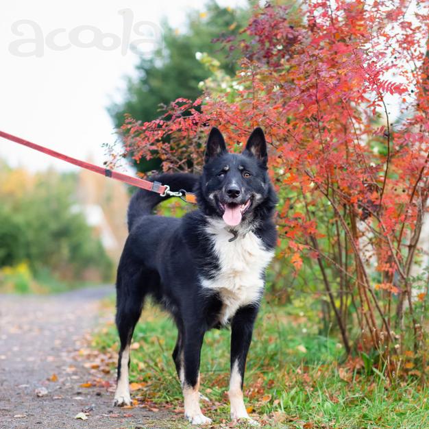 Роскошный молодой пёс