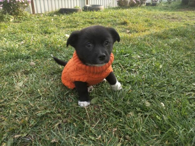 Две маленькие кнопки ищут дом