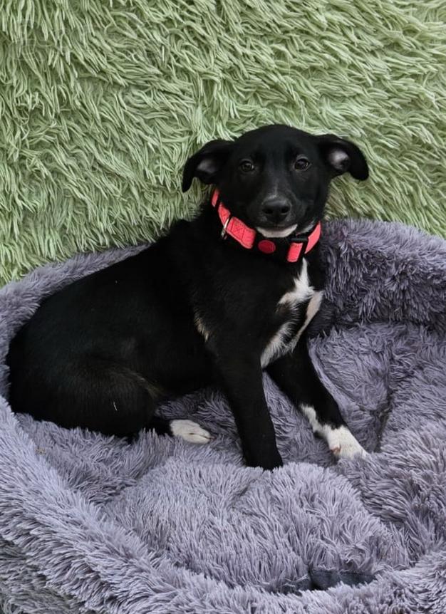 Очень ласковый щеночек с короткими лапками