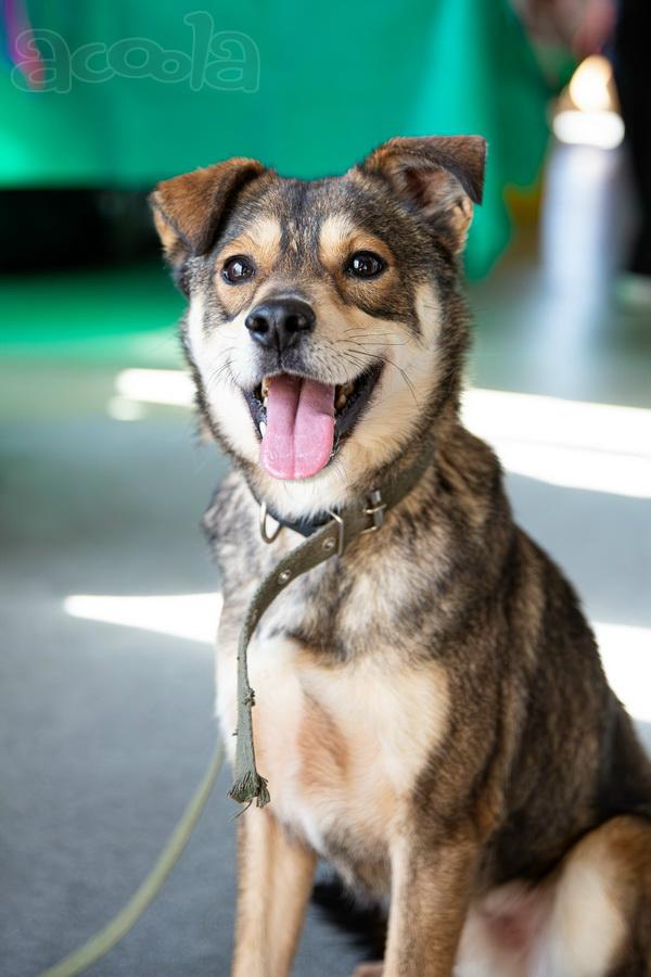 Всегда всем довольный небольшой пёсик