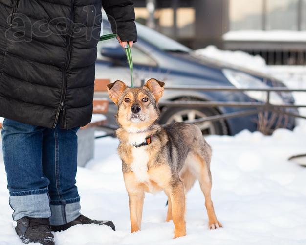 Очень трогательная собачка