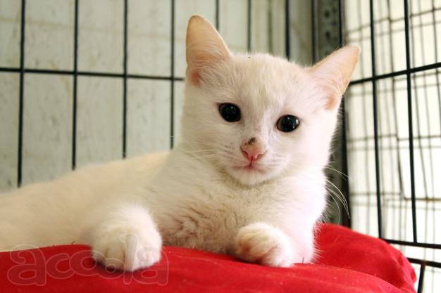 Беленький котёнок