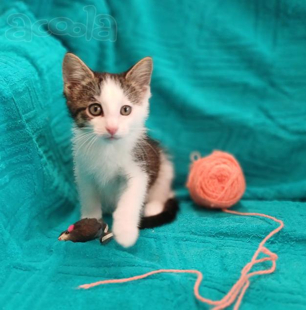 Маленькие красивые котята ищут дом