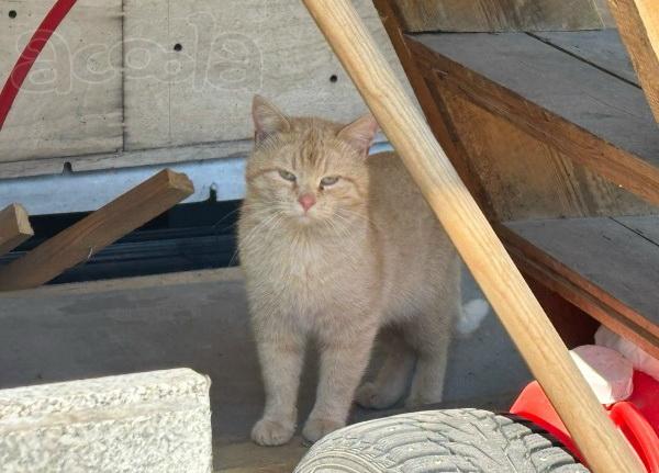 Карамельный котенок ищет дом