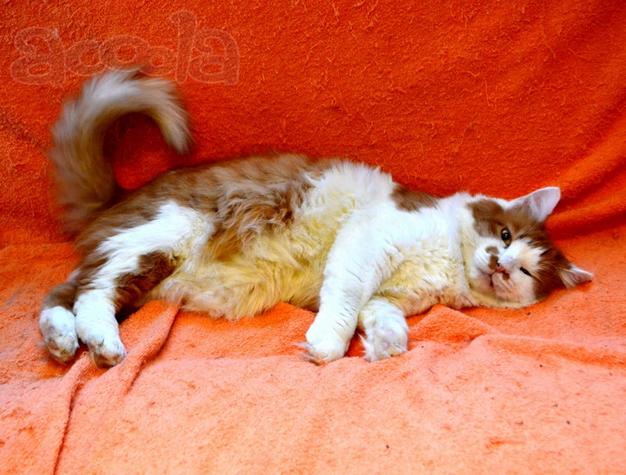 Харизматичный чеширский кот ищет дом