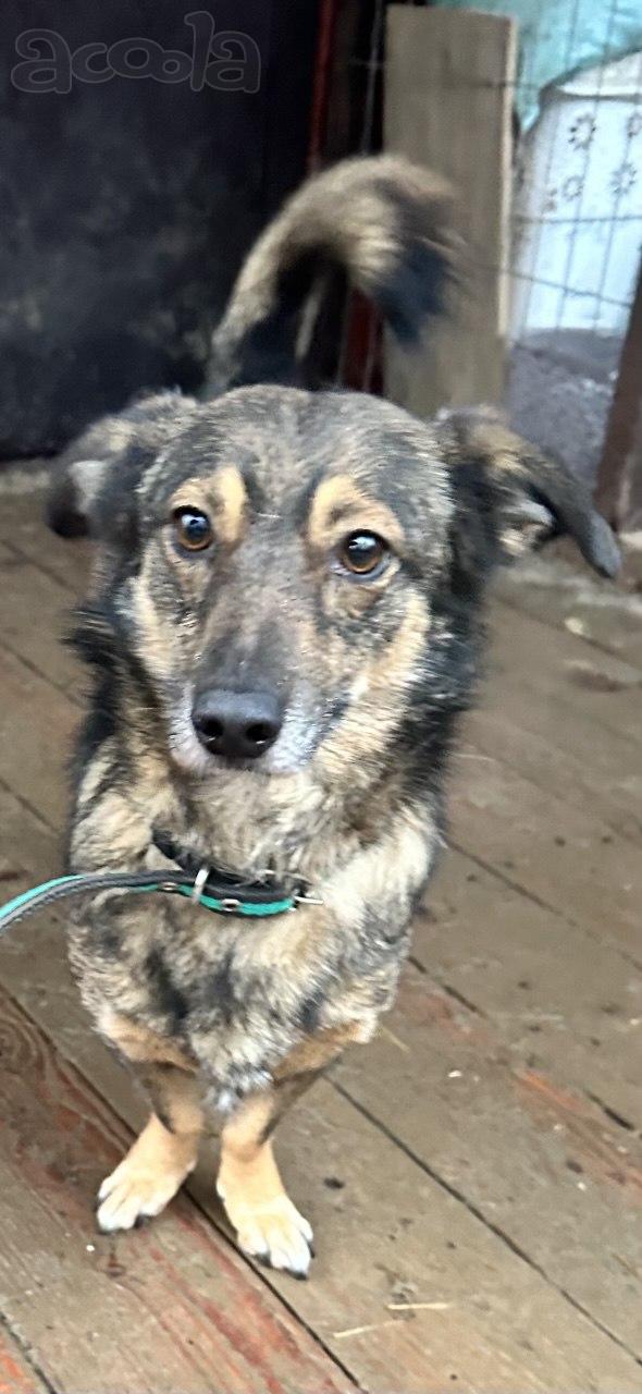 Маленький собачонок, совсем крошка на коротких лапках