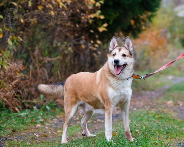 Красивый активный пёс Маффин ищет дом