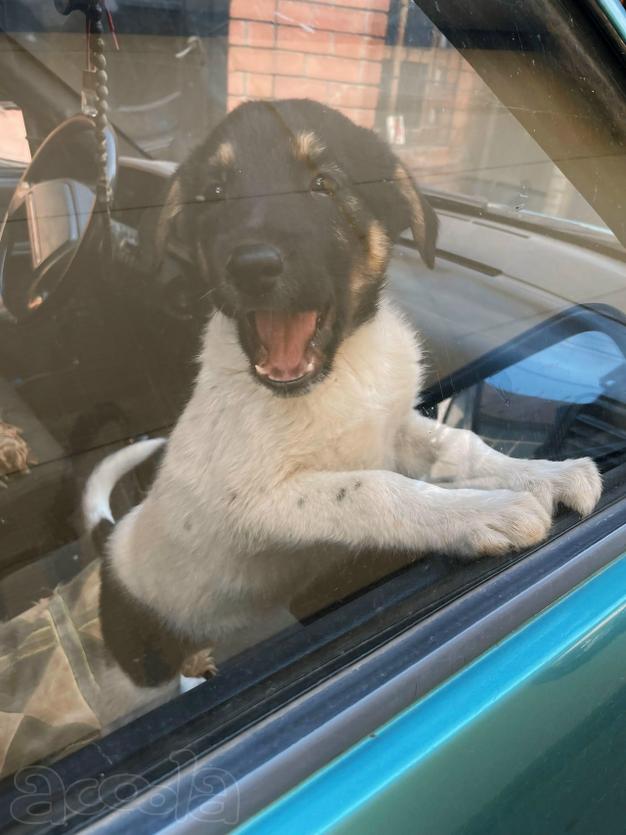 Симпатичный щенок мальчик ищет дом