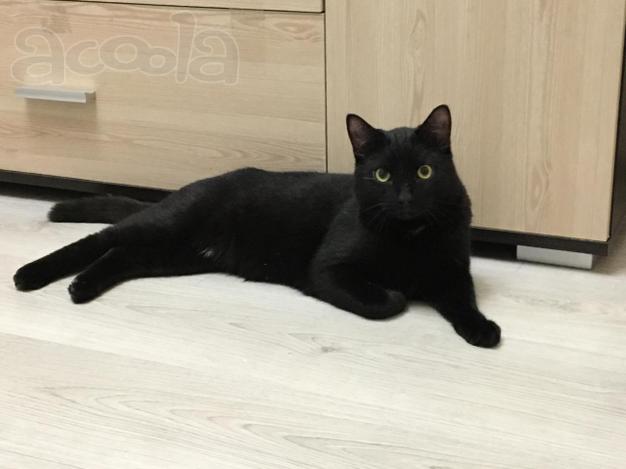 Молодой ласковый котик