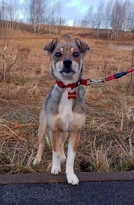 Собачка размером с кошечку ищет дом