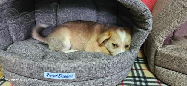 Три маленьких щеночка с короткими лапками