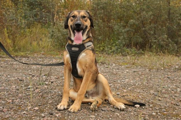 Рыжий весёлый красавчик