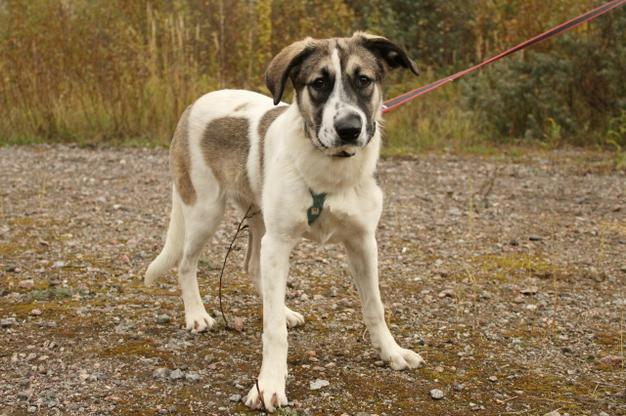 Белая леди - нежная, добрая собака-подросток