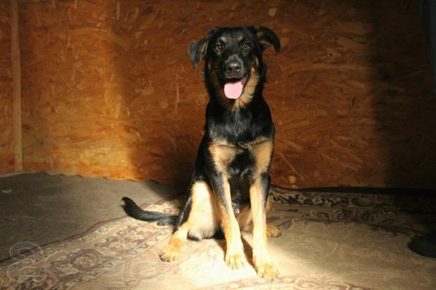 Маленький энерджайзер - очень веселый, игривый щенок