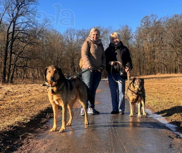 Верные и преданые товарищи-собаки ищут дом