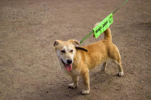 Собачка размером с корги ищет дом