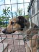 Домашний пёс-потеряшка ищет новую семью