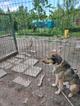 Домашний пёс-потеряшка ищет новую семью