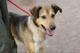 Добрый, домашний молодой пёс Арчи ищет дом