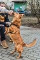 Красивый маленький воспитанный пёсик