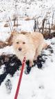 Очень красивая диванная собачка